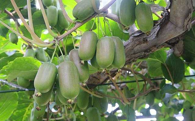 软枣猕猴桃农村种植致富好项目