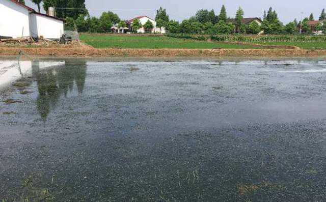 挖好的小龙虾池塘图片