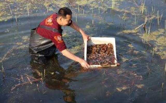 养殖小龙虾一亩可赚多少钱