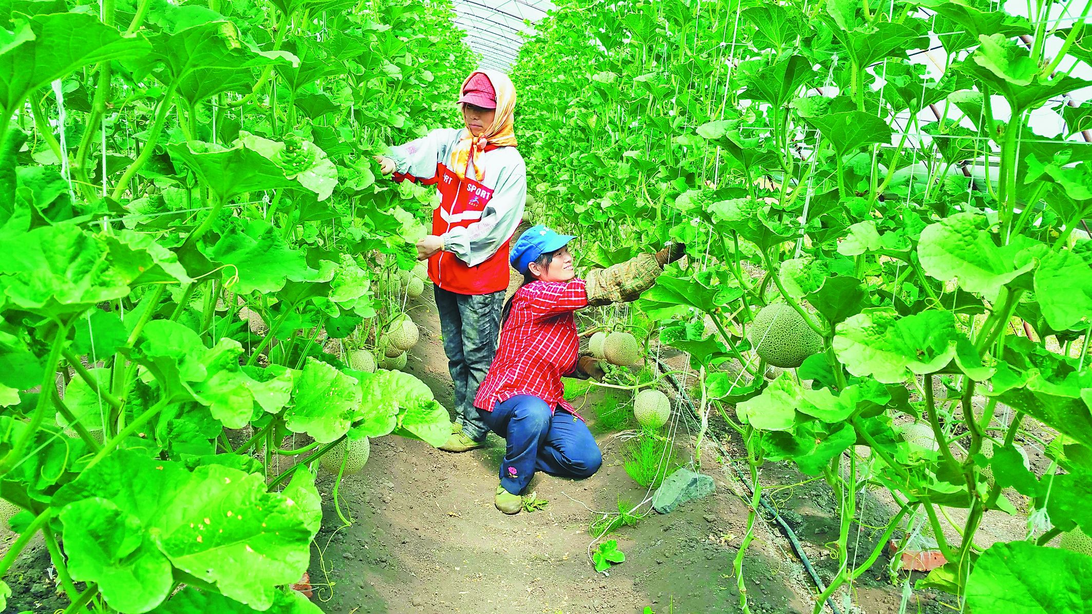 农村的暴利行业，你了解多少？