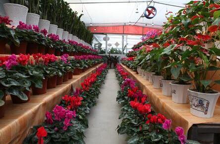 农村年货卖什么最赚钱，风靡全城