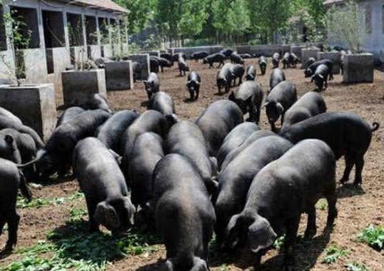 农村不起眼的商机，赚钱快！