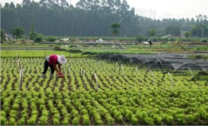 农村不起眼的商机，赚钱快！
