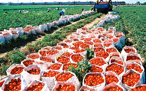 农村不起眼的商机，赚钱快！