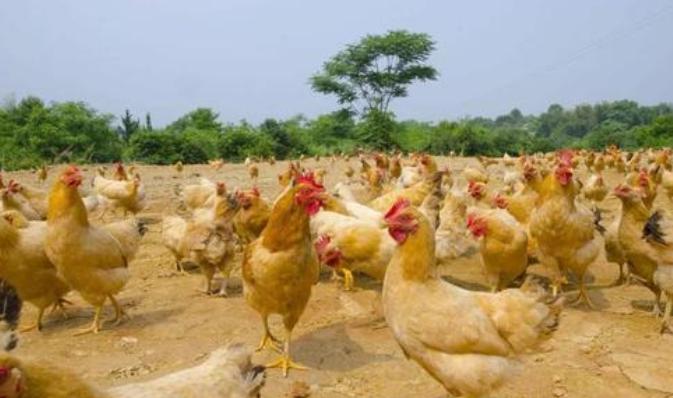 在农村创业养鸡赚钱的知识和经验普及
