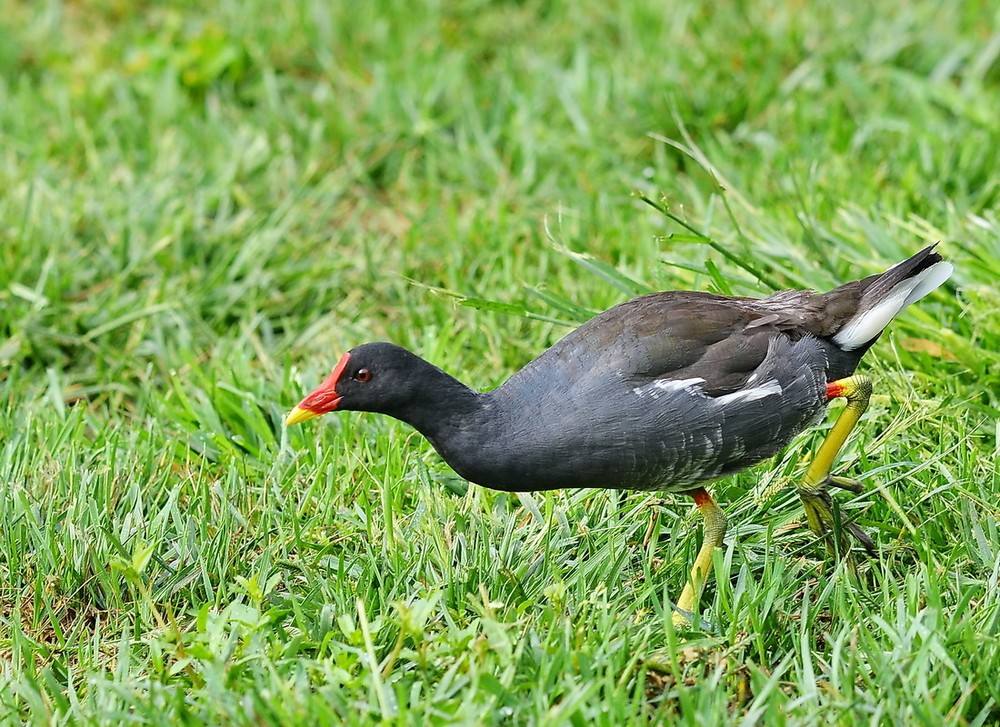 现在做什么养殖赚钱？推荐特种养殖赚钱项目