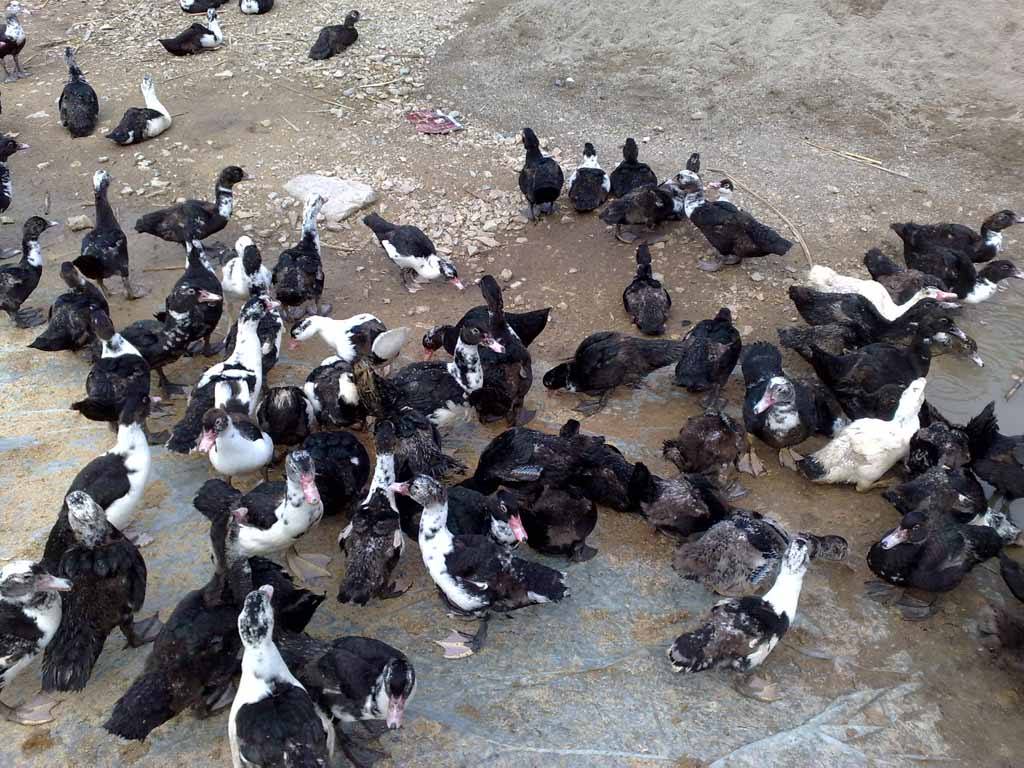 现在做什么养殖赚钱？推荐特种养殖赚钱项目