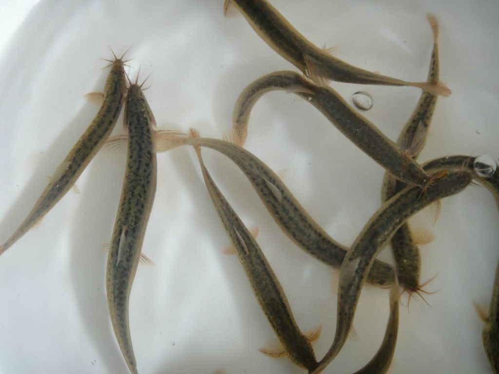 南方养殖什么比较赚钱？适合南方养殖的项目推荐