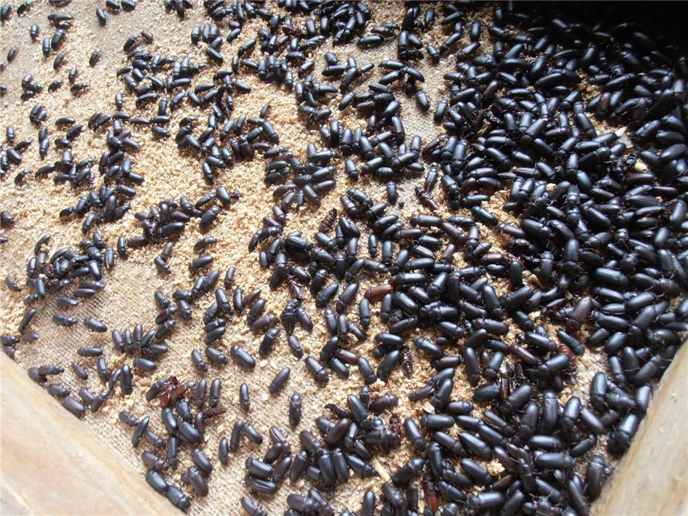 南方养殖什么比较赚钱？适合南方养殖的项目推荐