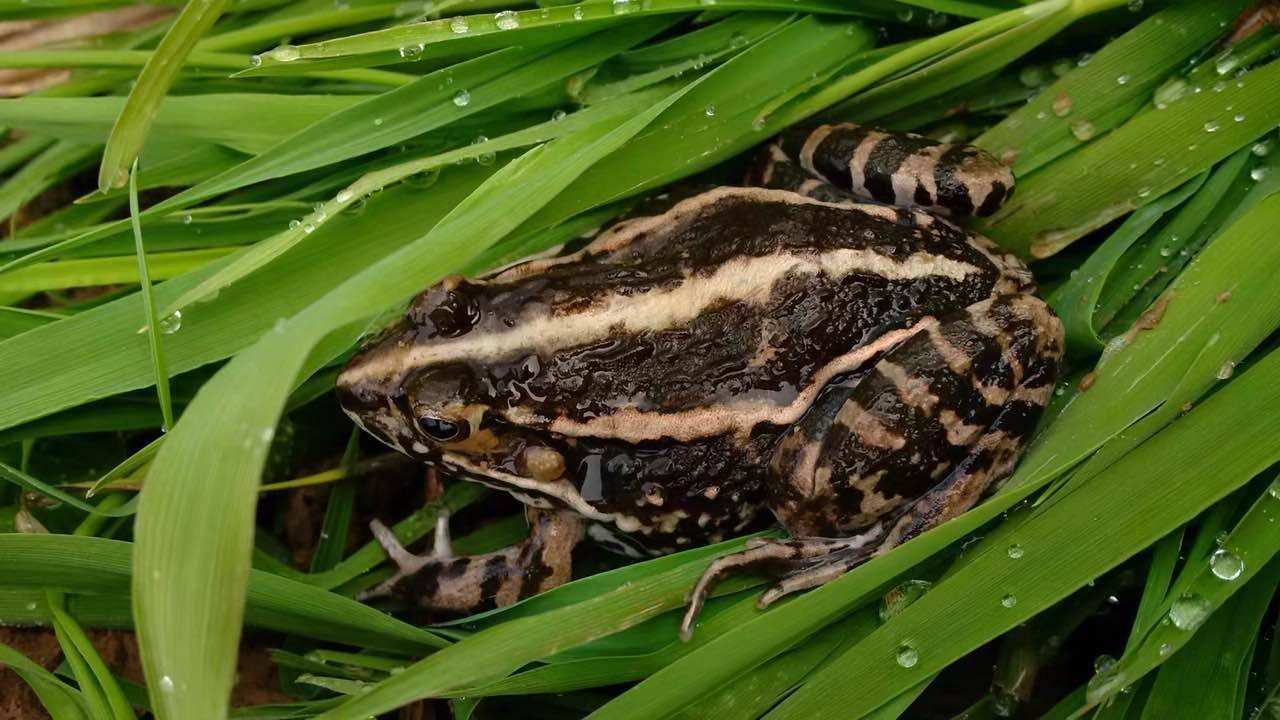 南方养殖什么比较赚钱？适合南方养殖的项目推荐