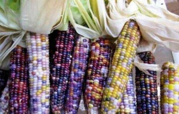 2020年农村新兴行业创业项目排行榜